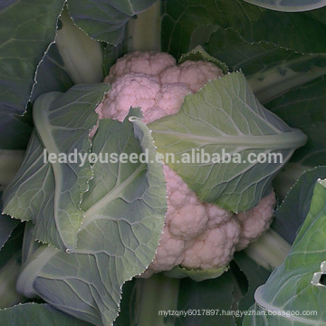 CF14 XJ no.4 75 days white cauliflower seeds, f1 hybrid cauliflower seeds